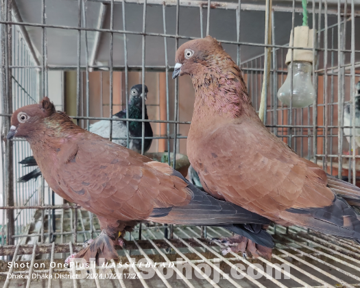 Chila Pigeon new adult pair